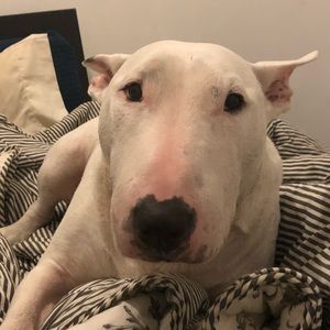 Meet your Posher, Audrey